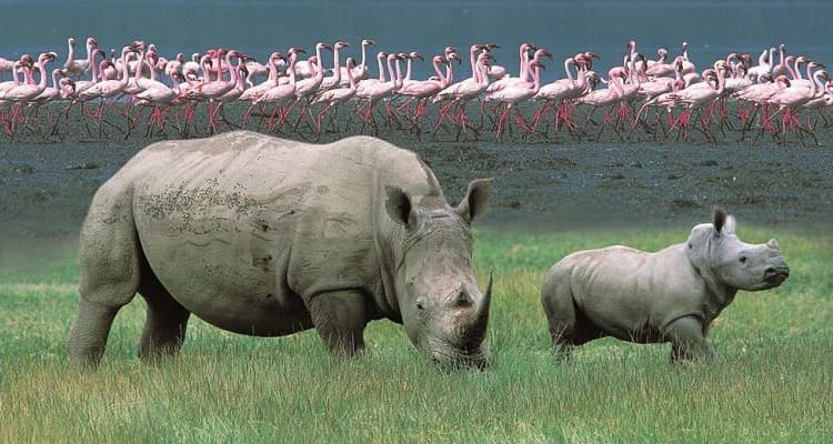 4 DAYS LAKE NAKURU AND MASAI MARA