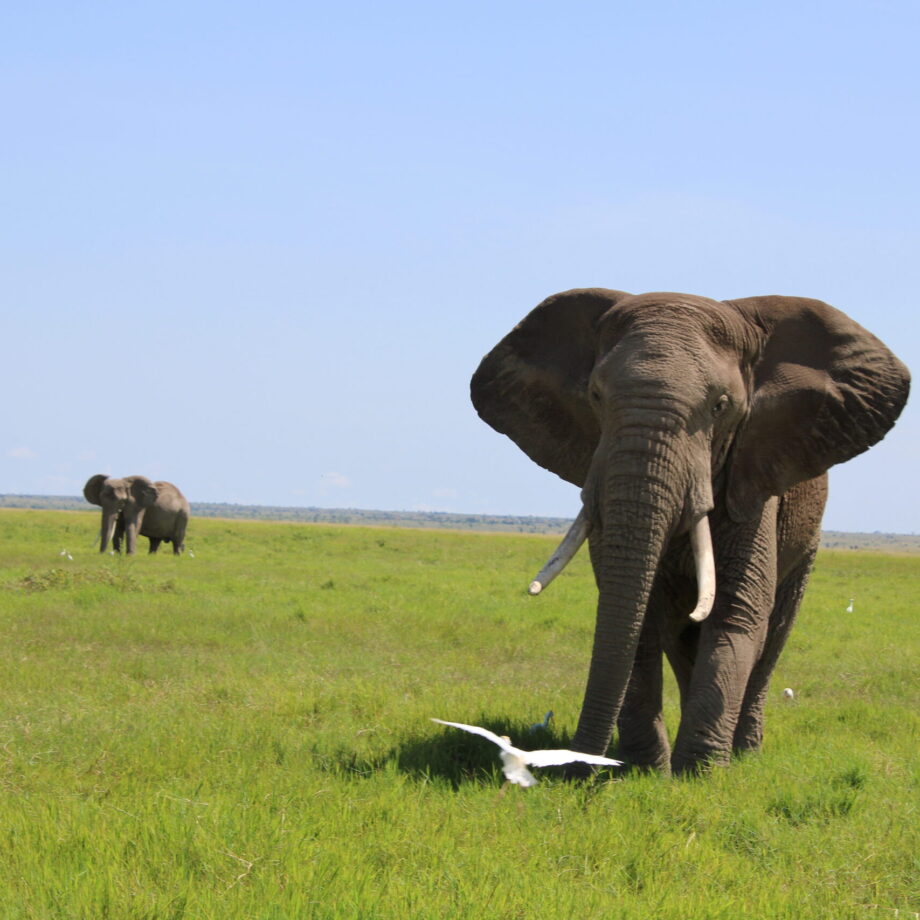 6 DAYS MASAI MARA, LAKE NAKURU, & AMBOSELI NATIONAL PARK