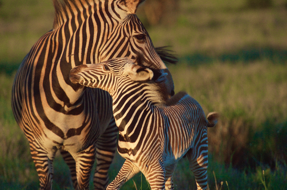 4 DAYS HONEYMOON LEWA WILDLIFE CONSERVANCY - FLYING