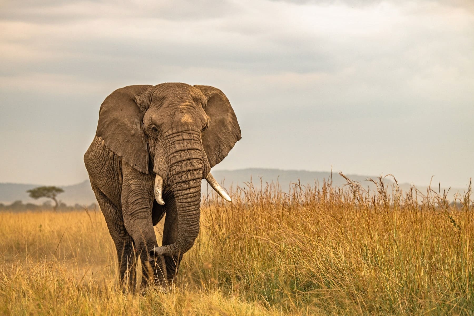3 DAYS AMBOSELI NATIONAL PARK