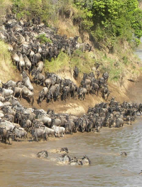 7 DAYS OL PEJETA, NAKURU, NAIVASHA & MASAI MARA SAFARI