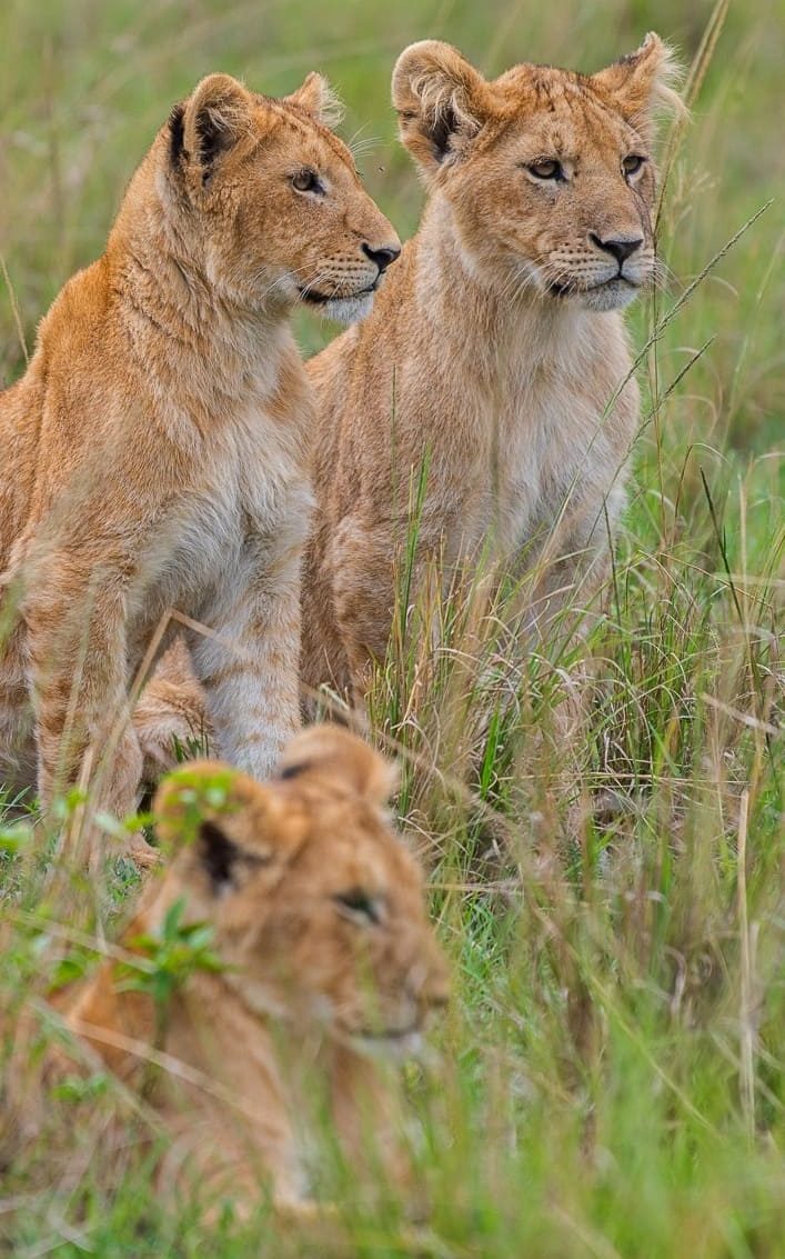 3 DAYS MASAI MARA NATIONAL RESERVE